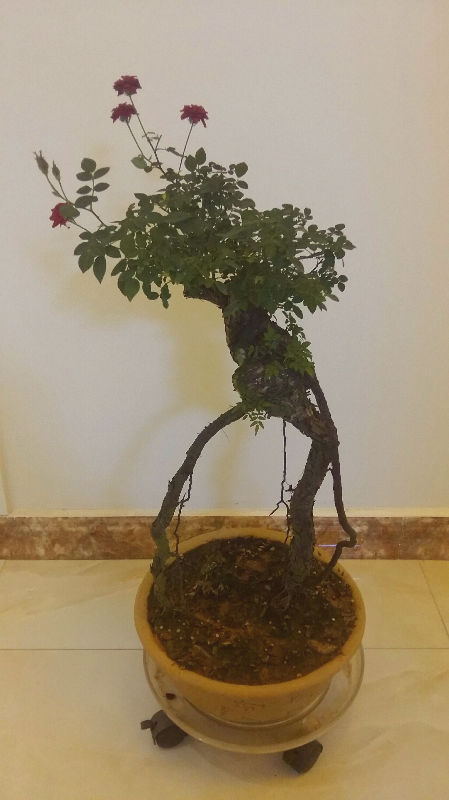 卖花的说这是珍珠玫瑰查了不太像