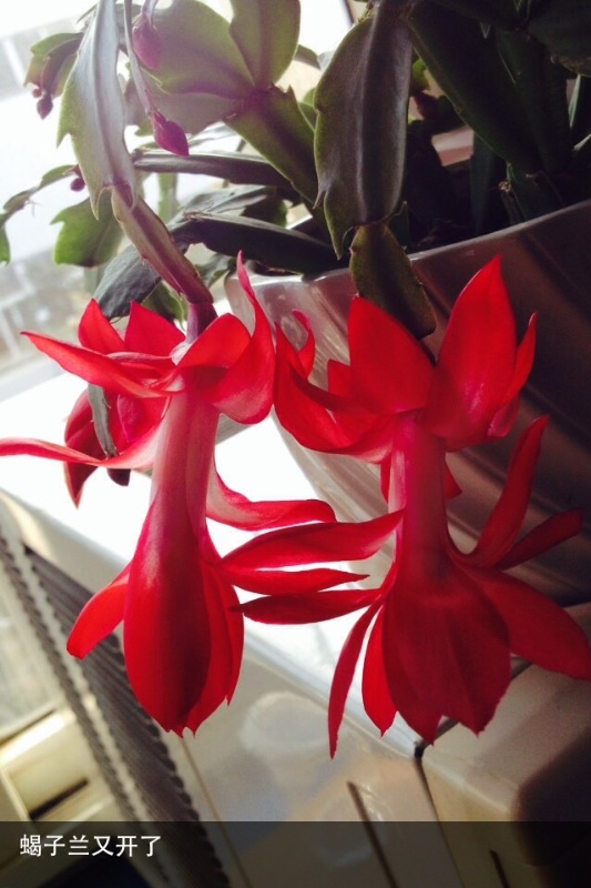 蝎子兰蟹爪兰第一次发刚刚选的照片不美