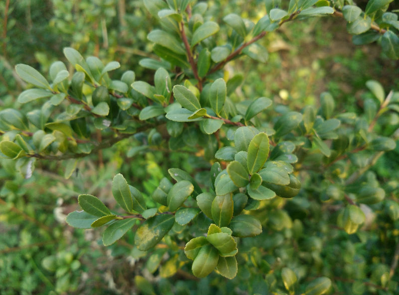 请问这个叶子很小的植物名?