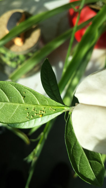 求助栀子花长了蚧壳虫咋办