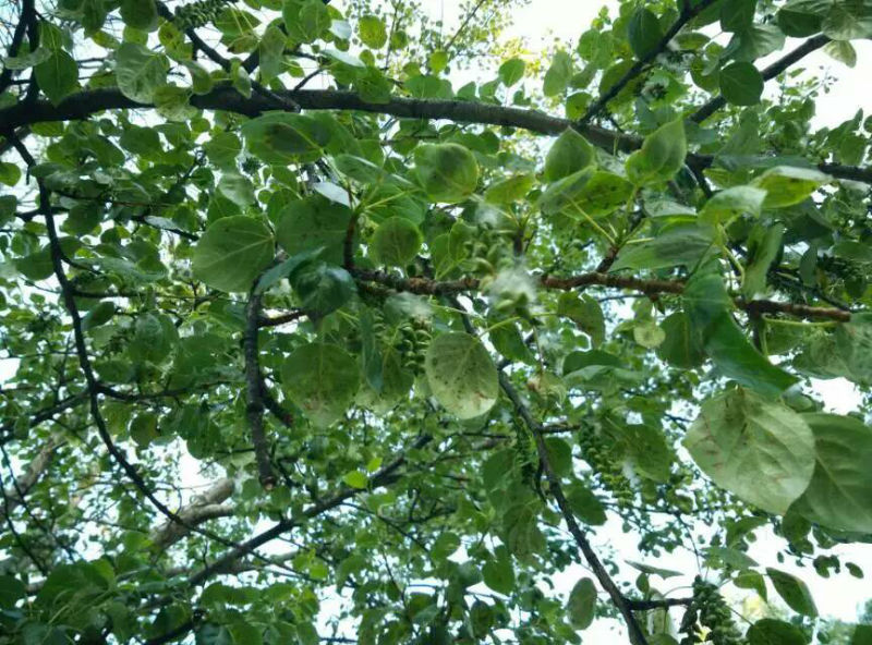 这是含笑果实吗?