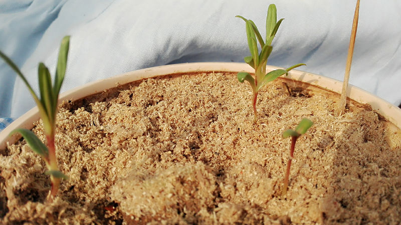 满天星种子发芽了会成活吗