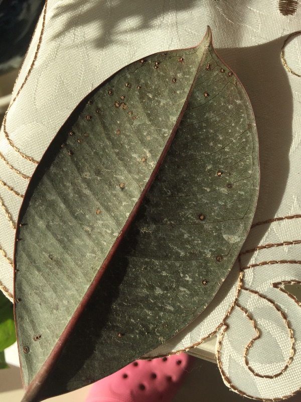 橡皮树长铁锈一样的斑点