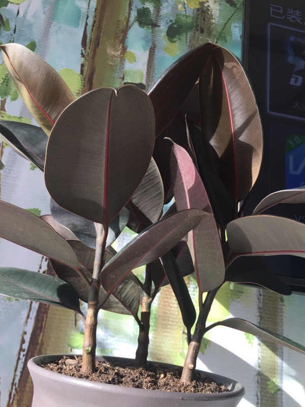 橡皮树长铁锈一样的斑点