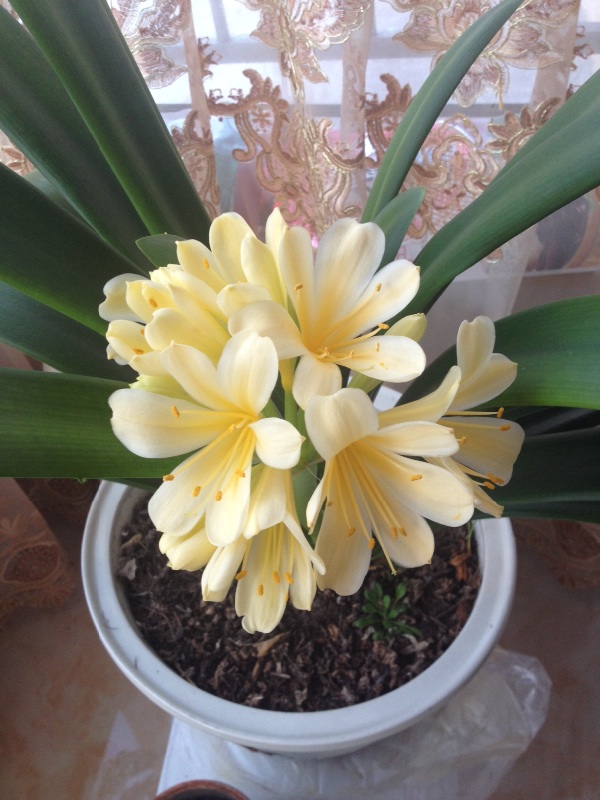 君子兰怎么授粉