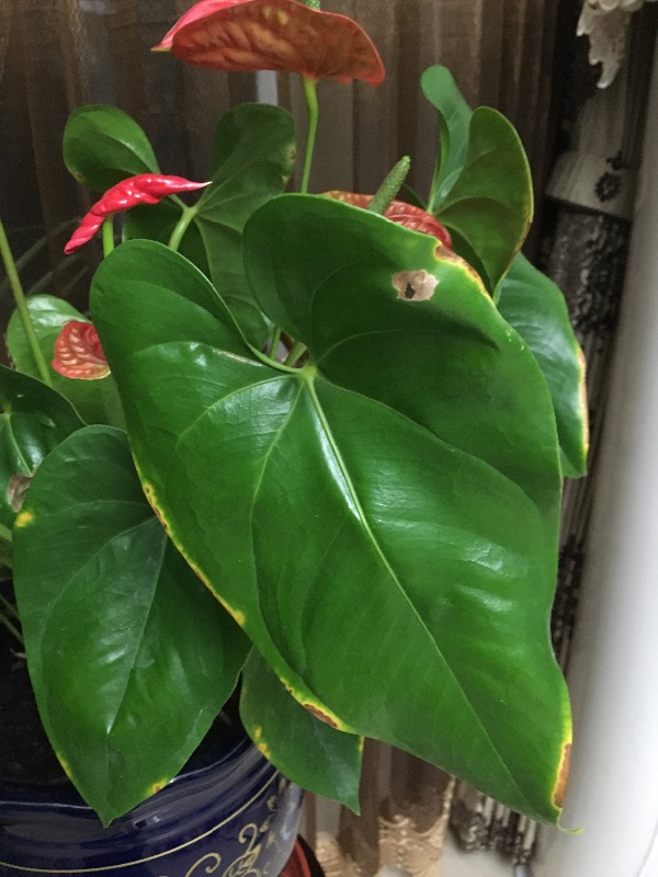 红掌叶子有黄斑求指教