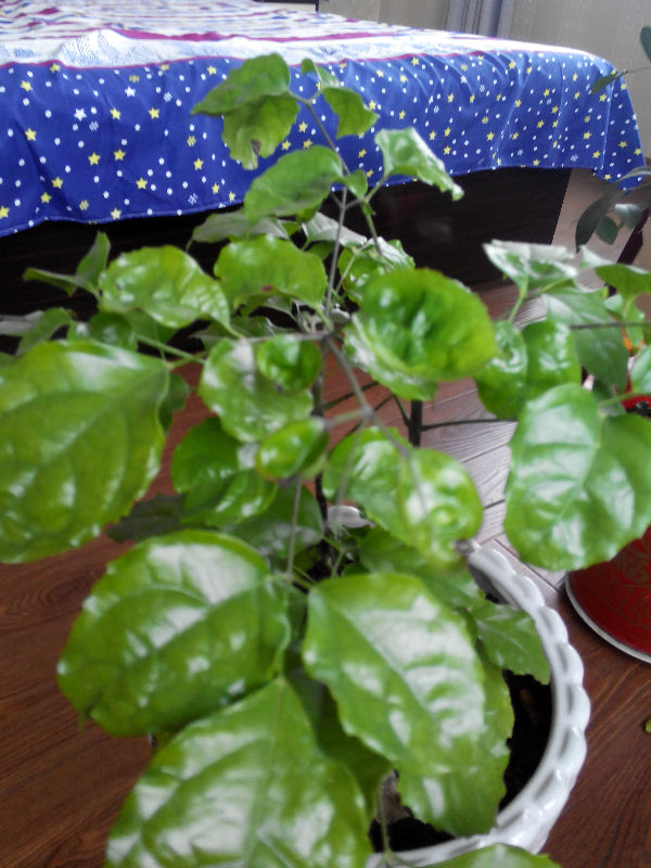 绿宝花有问题了求助