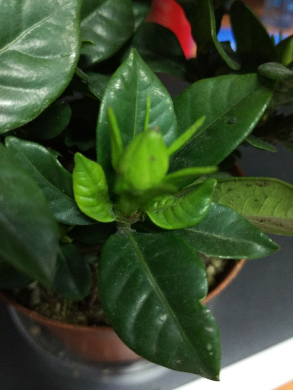 栀子花新长出来的叶子蜷缩