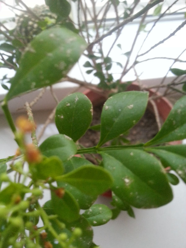 米兰的叶子长了很多白点这是什么病