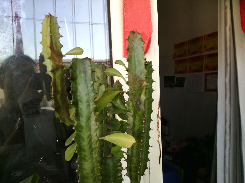 这龙骨发黑了,是什么原因?