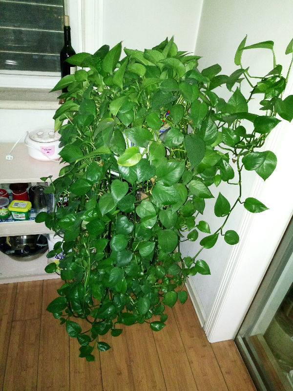 爱花展示 绿萝大山妈妈          关注         5年前 图片大小: 缩小