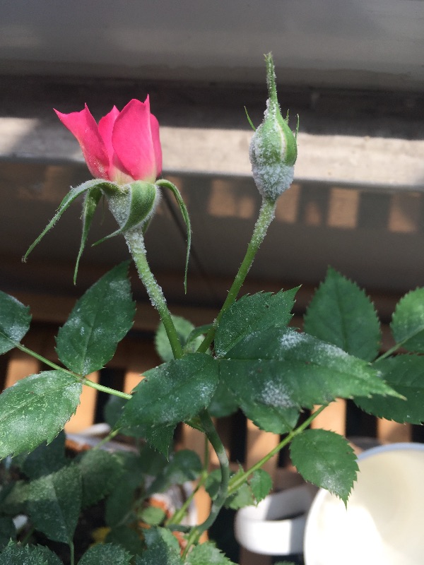 月季花长了白点