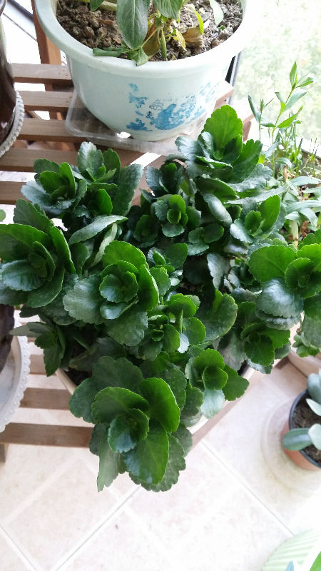 长寿花光长叶子不开花,求答案