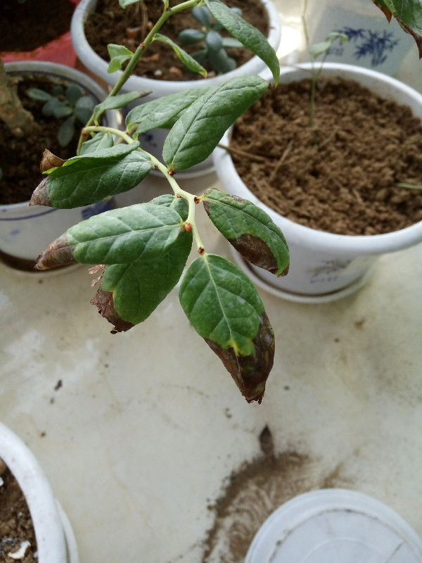 我的蓝莓叶子尖部变色了,整体也不见长