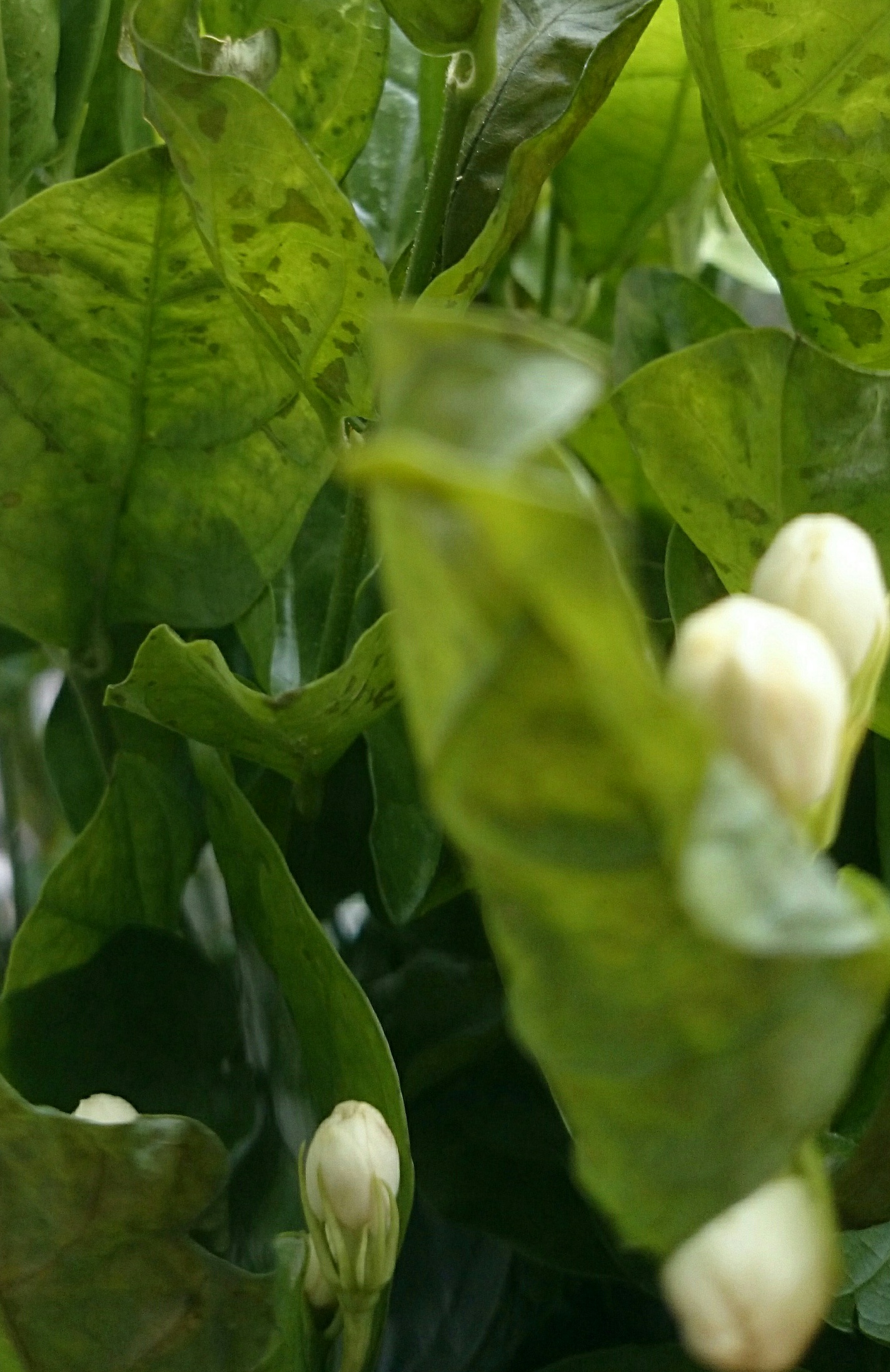 4天前买的茉莉花现在叶子卷曲变色求诊断