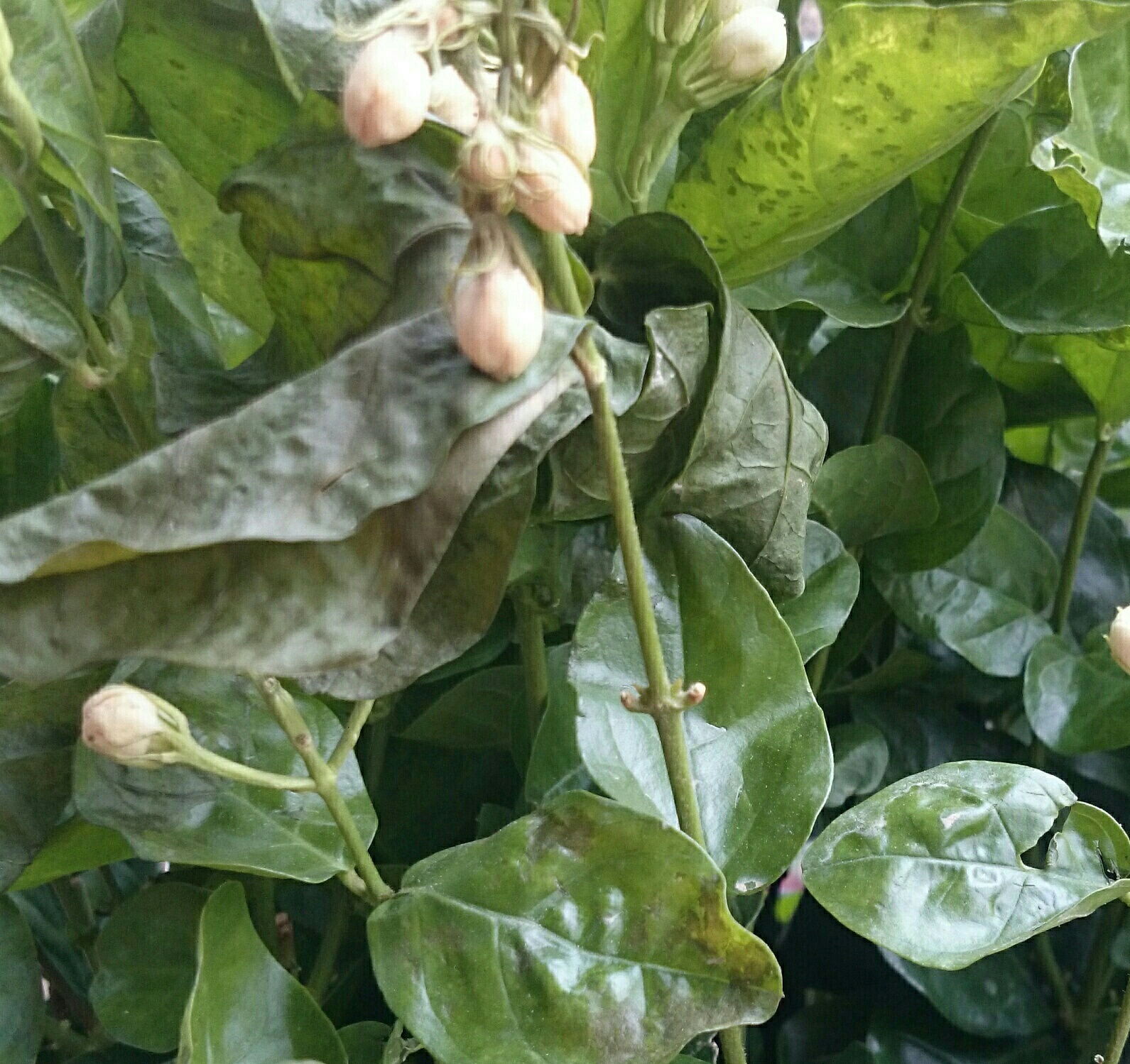 4天前买的茉莉花现在叶子卷曲变色求诊断