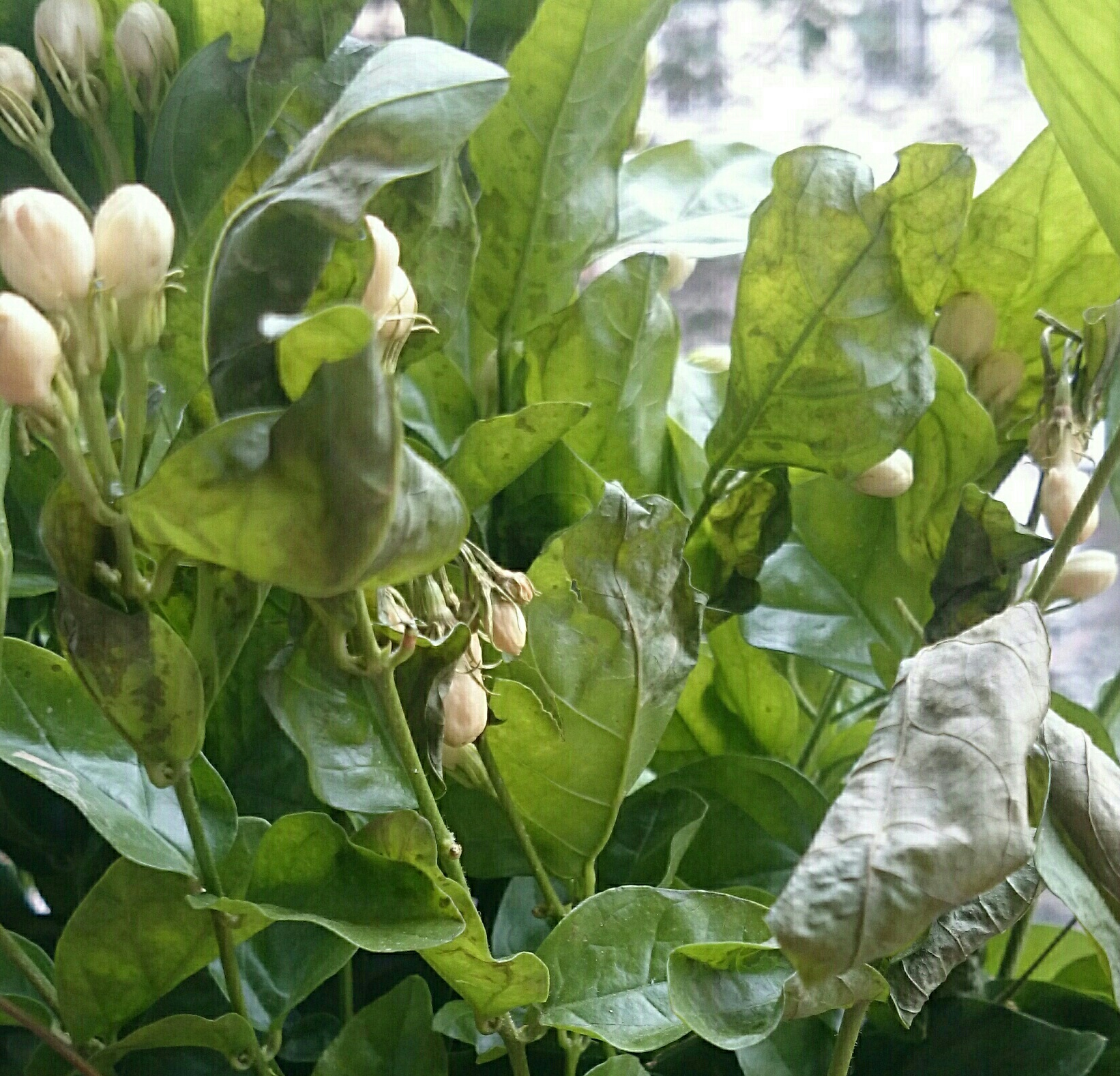 4天前买的茉莉花现在叶子卷曲变色求诊断