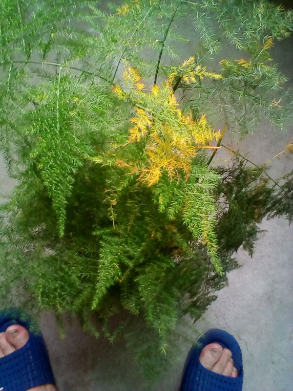 我的文竹叶子发黄,请教一下原因