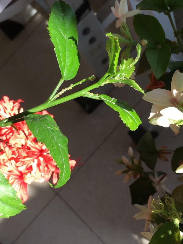 凤尾牡丹长这样的虫子怎么办求帮助谢谢