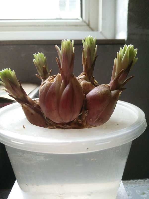 鲜百合发芽,就用水栽培