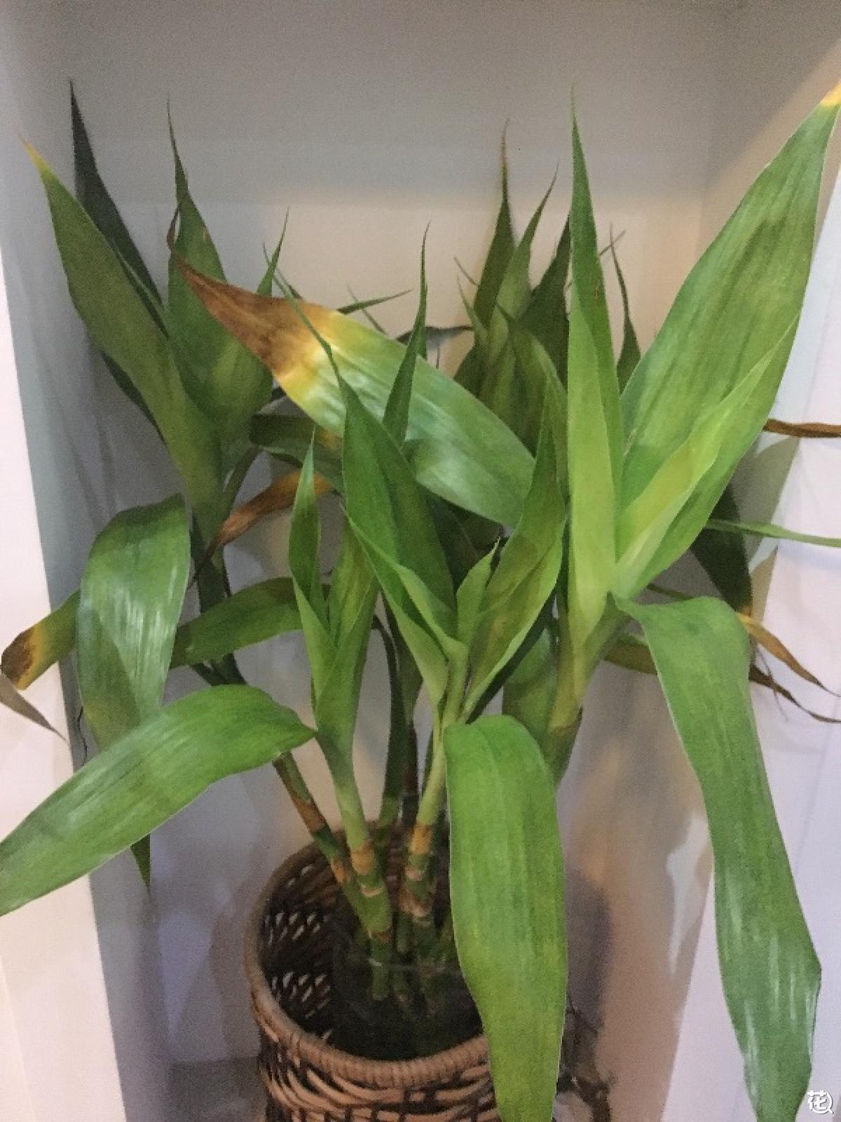 富贵竹叶子发黄怎么救(富贵竹叶子发黄怎么救水养)-第2张图片-潮百科 富贵竹叶子发黄怎么救(富贵竹叶子发黄怎么救水养)-第2张图片-潮百科