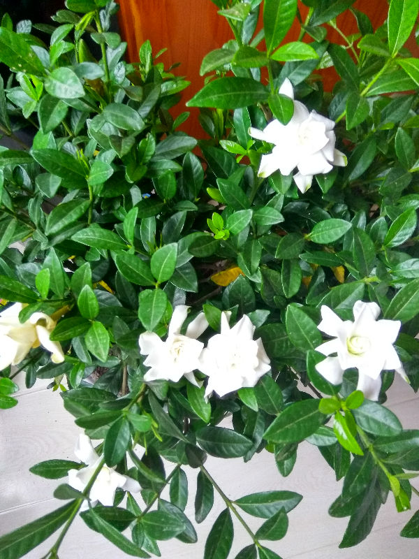 超级喜欢栀子花,这个应该是叫罗汉栀子吧,哪