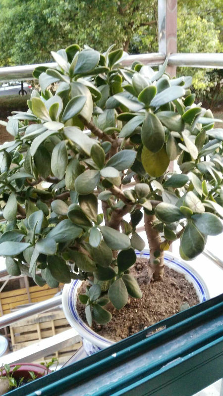 玉树叶子越长越薄为啥?告诉,谢谢.