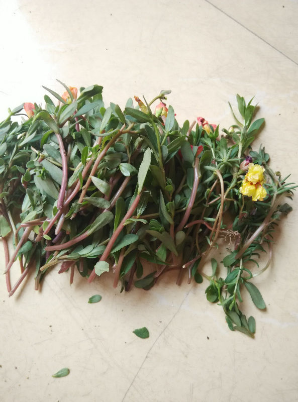 昨天扦插的大花马齿苋开花了