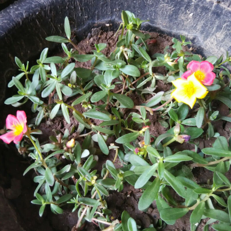 昨天扦插的大花马齿苋开花了