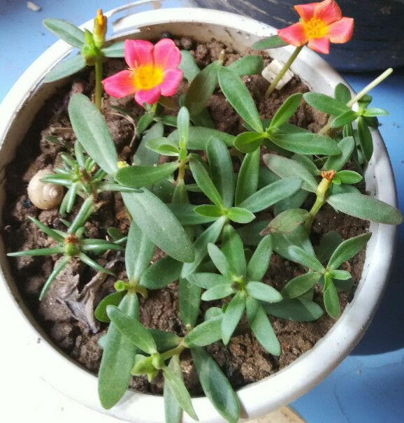 昨天扦插的大花马齿苋开花了