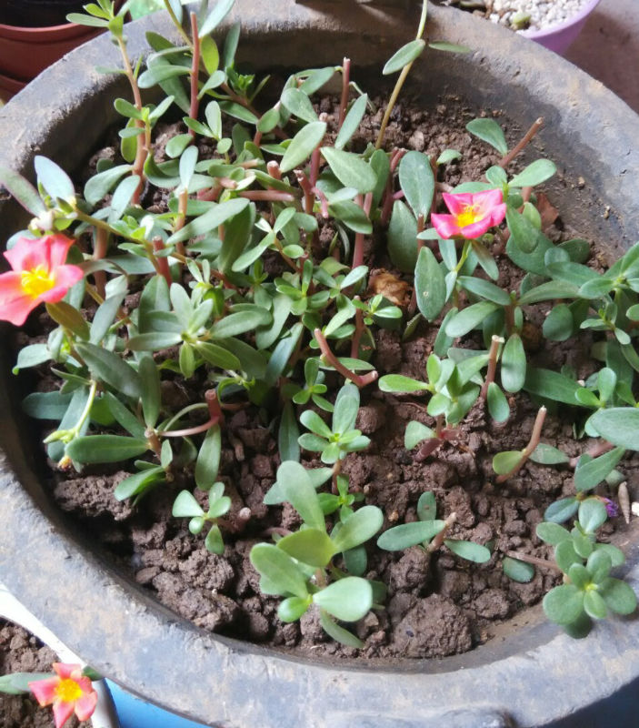 昨天扦插的大花马齿苋开花了