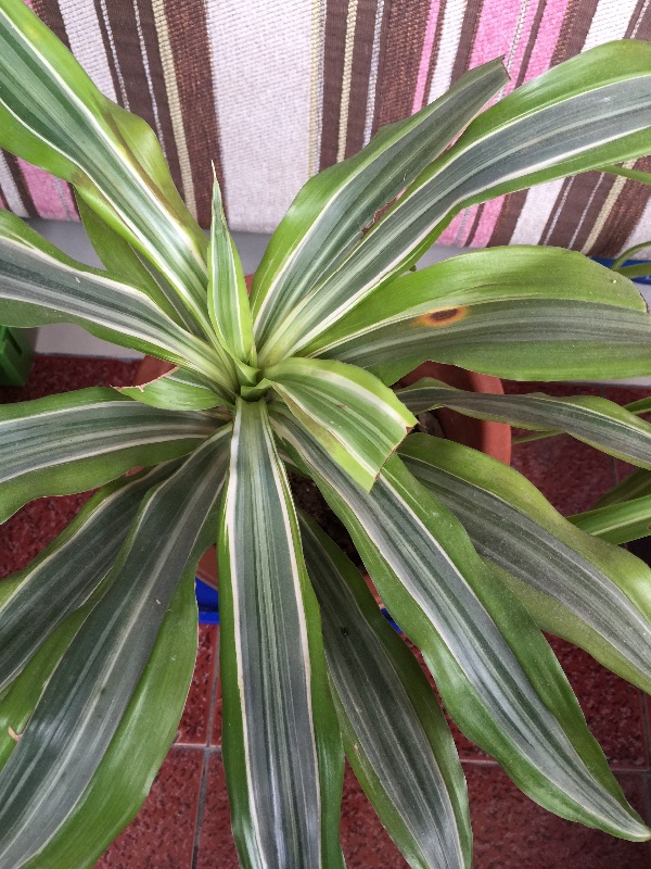 我的富贵竹与吊兰叶上长斑了求大师指点谢谢放大缩小正文大小:放大