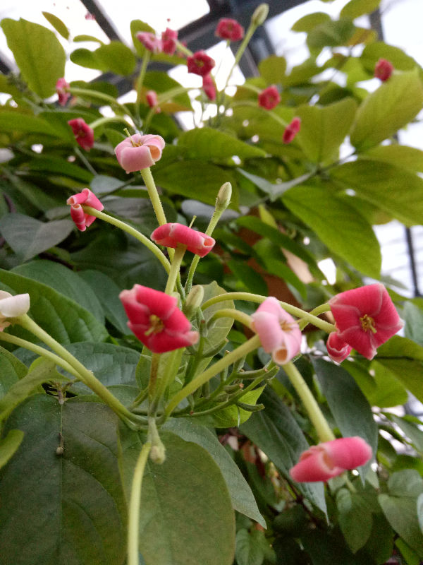 依米花资料图片