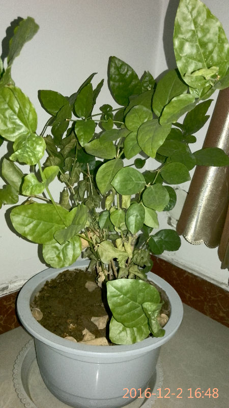 茉莉花,一直在室内种植,有暖气,26度,最近从根部开始落叶子,是怎么