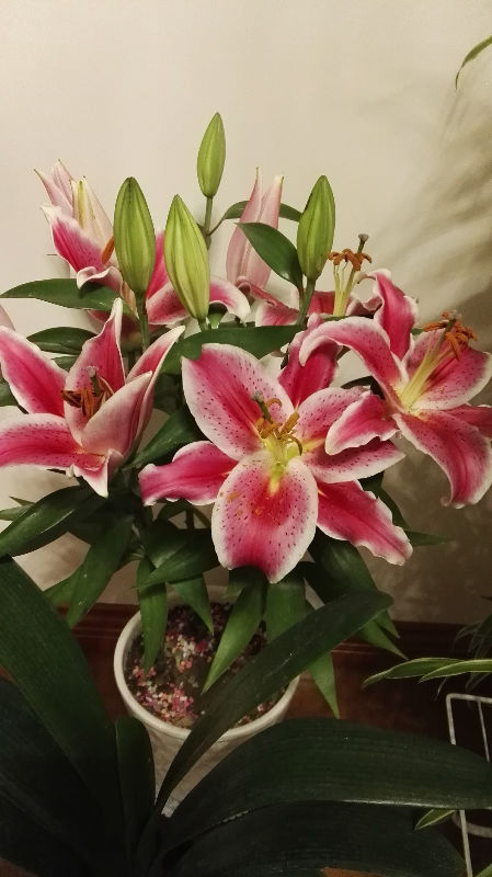 百合花开花的日子