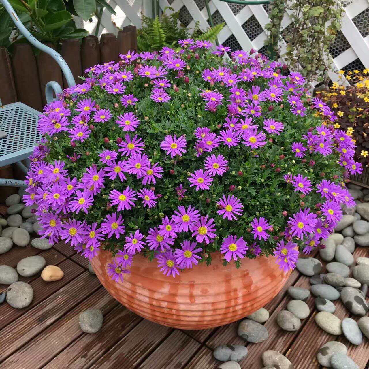 爆盆花,好漂亮,亲们快来看看