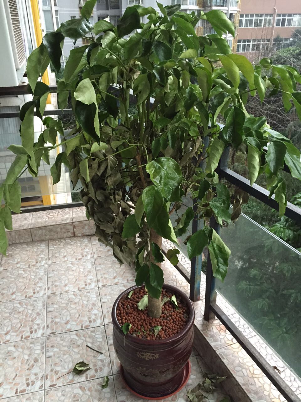 绿宝枯萎掉落叶