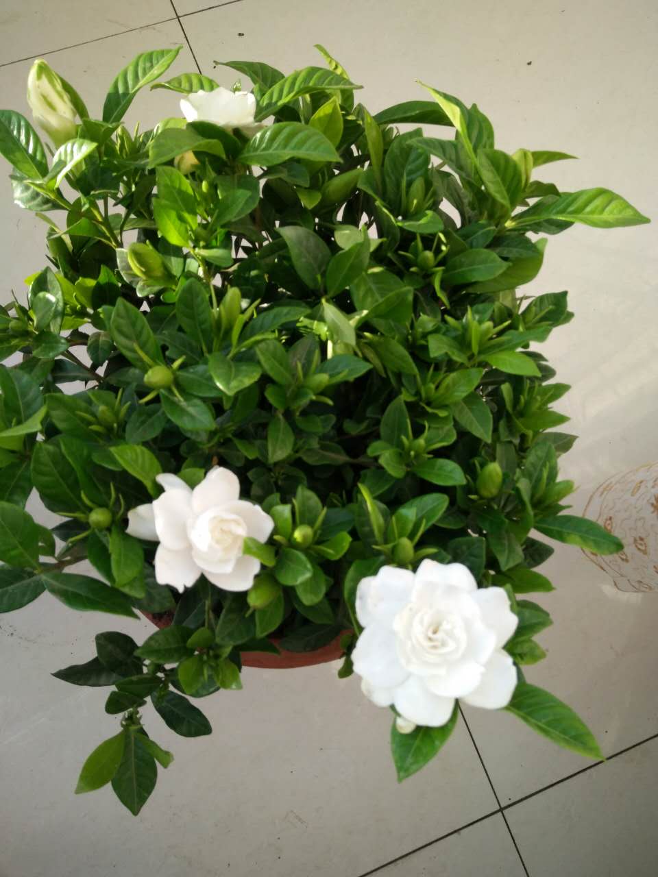 我的栀子和金枝