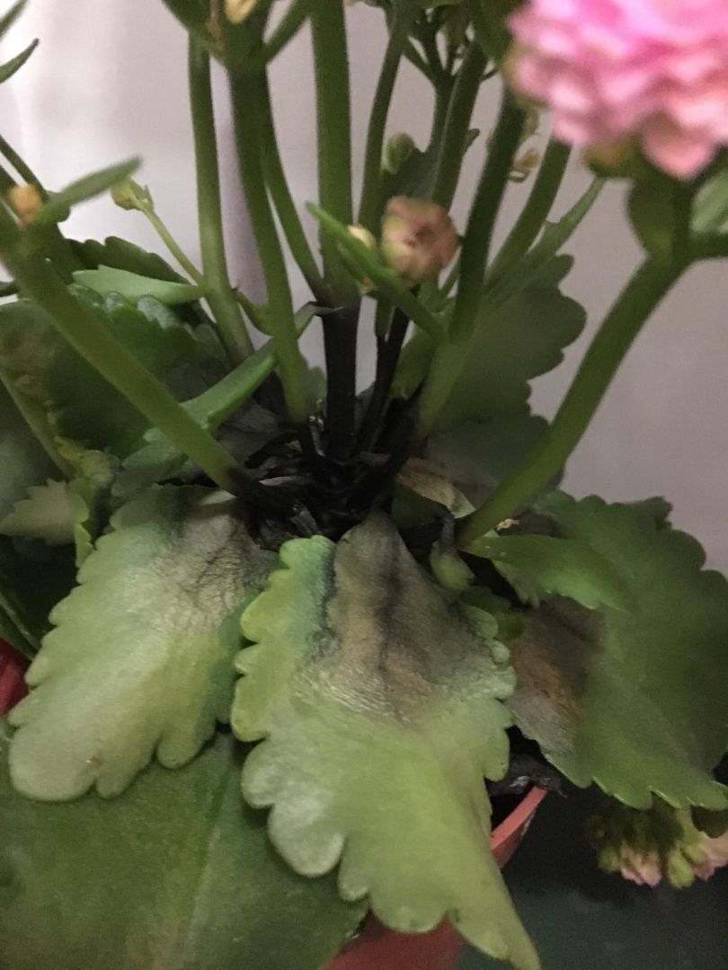 长寿花根部腐烂是什么情况急救