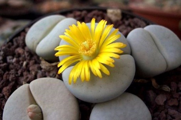 被喻为"有生命的石头"