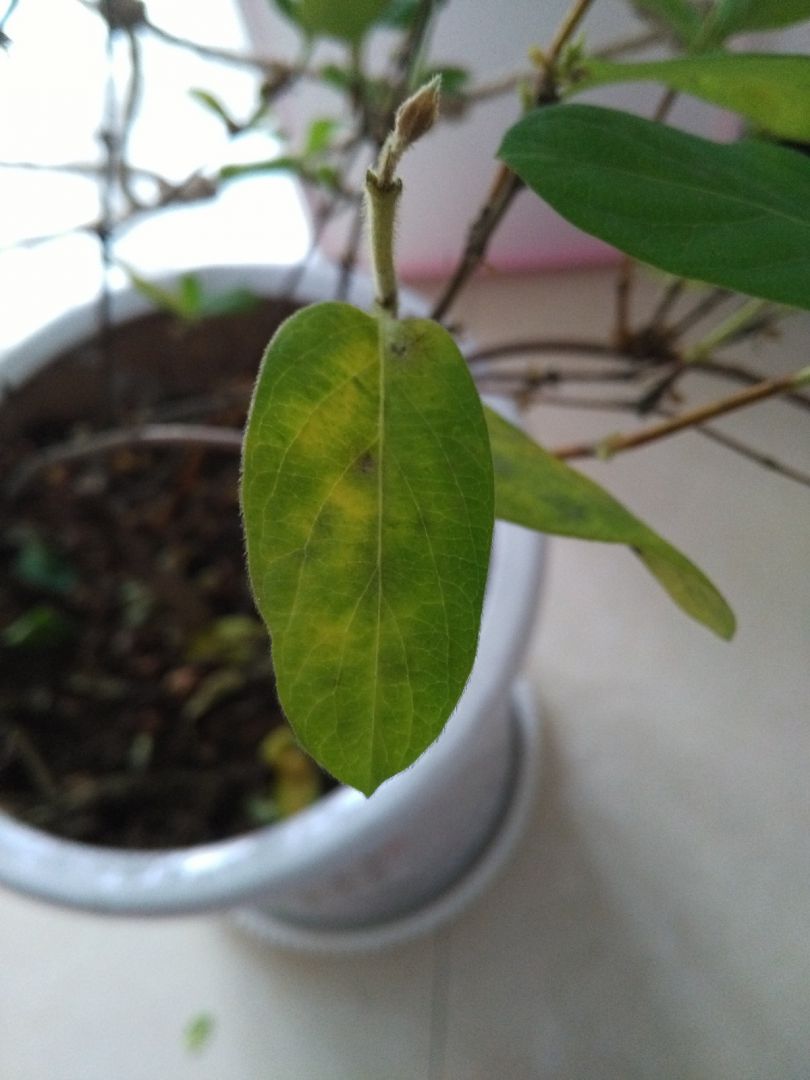 最近金银花开始每天黄叶,浇水应该没什么问题,找不到原因,开花正常,哪