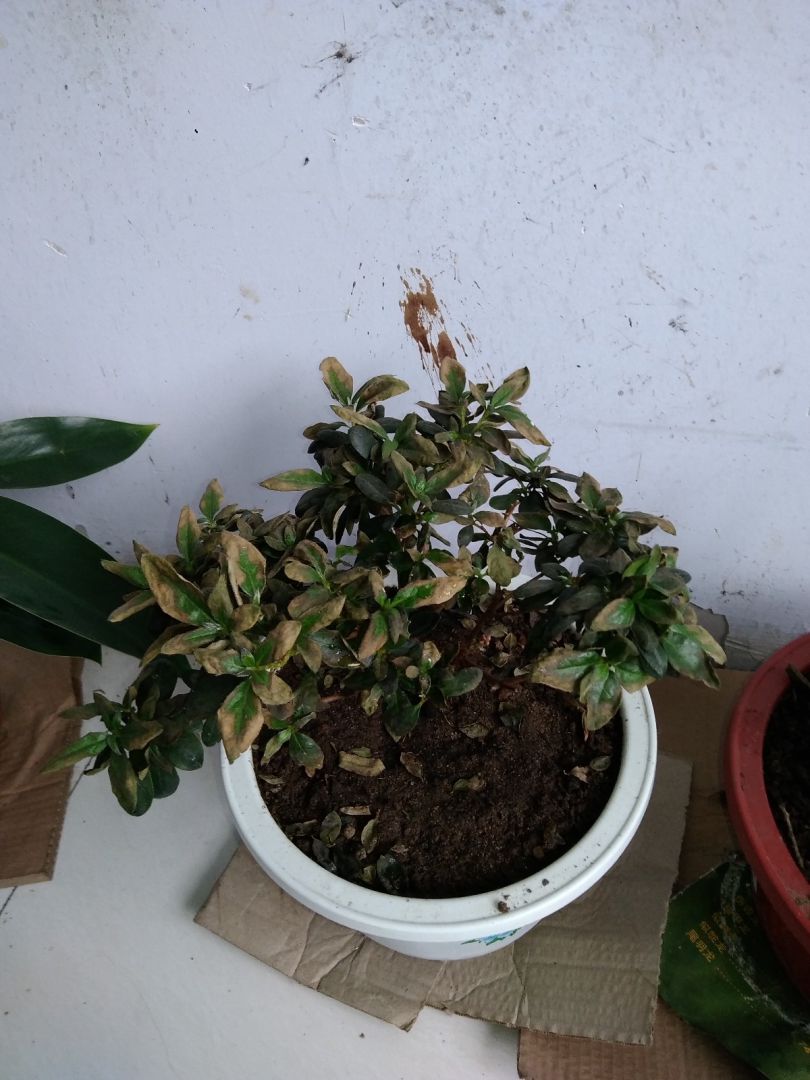 我的杜鹃花怎么了大神帮帮忙