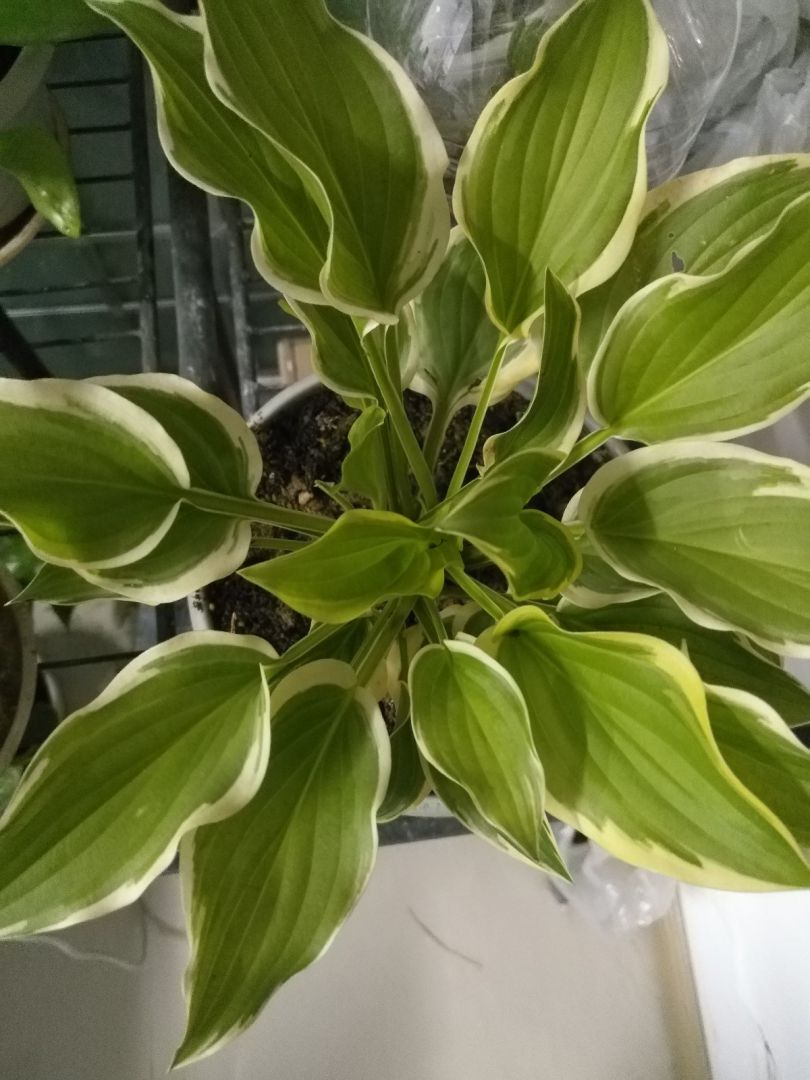 这个是什么花呀?玉簪吗