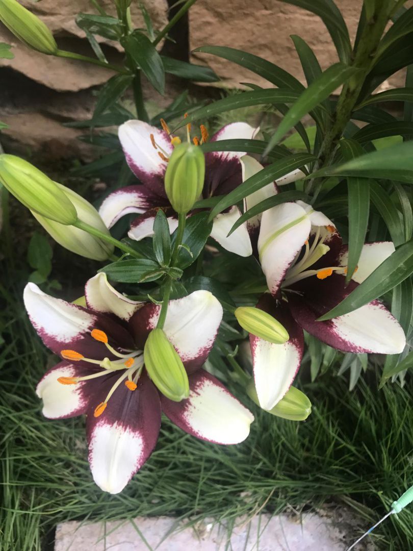 我种的百合-小飞蝶盛开了