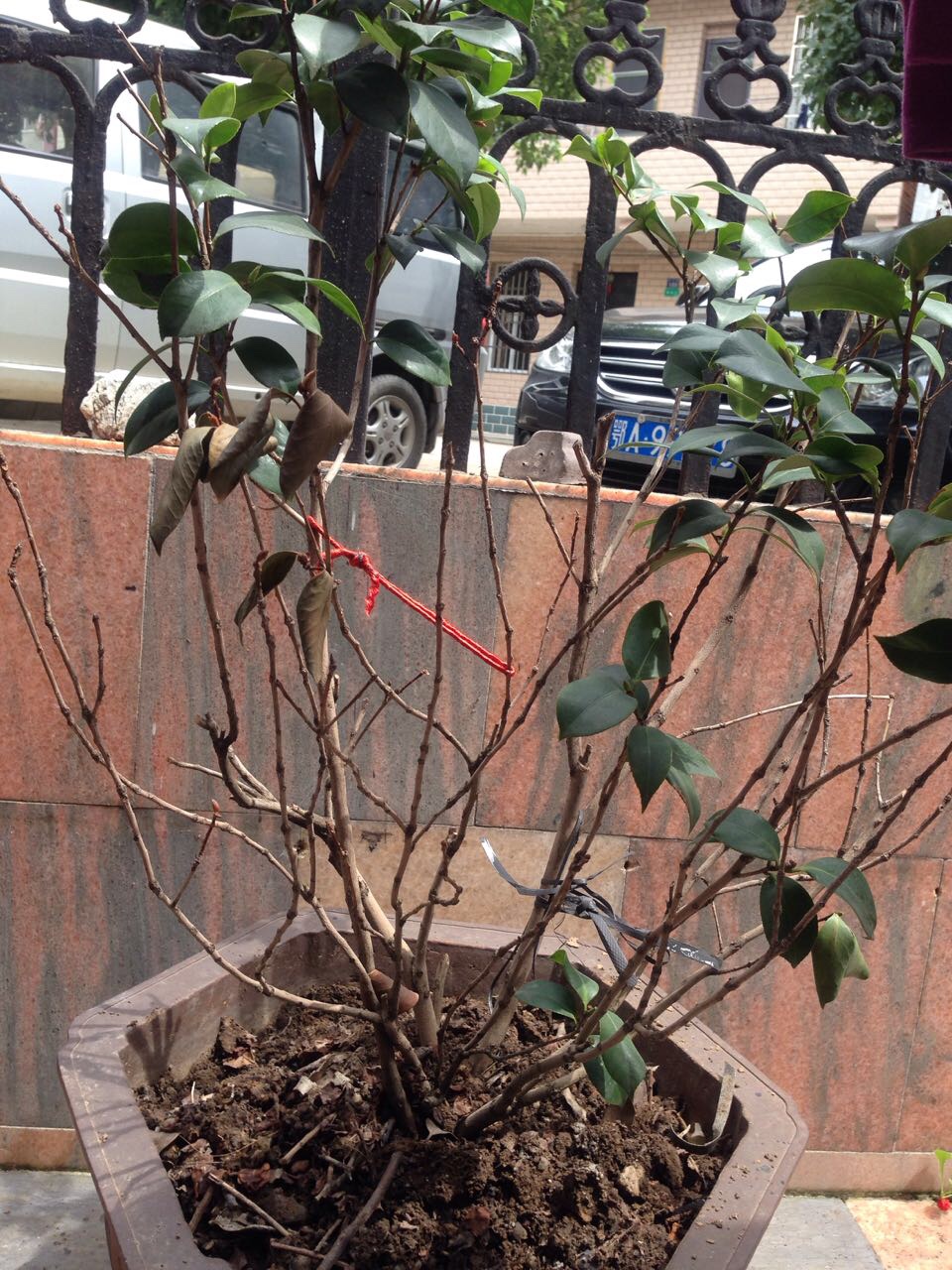 过一段时间变成大面积掉叶枯枝死枝,以前暴盆的青叶变成枯枝病叶,向