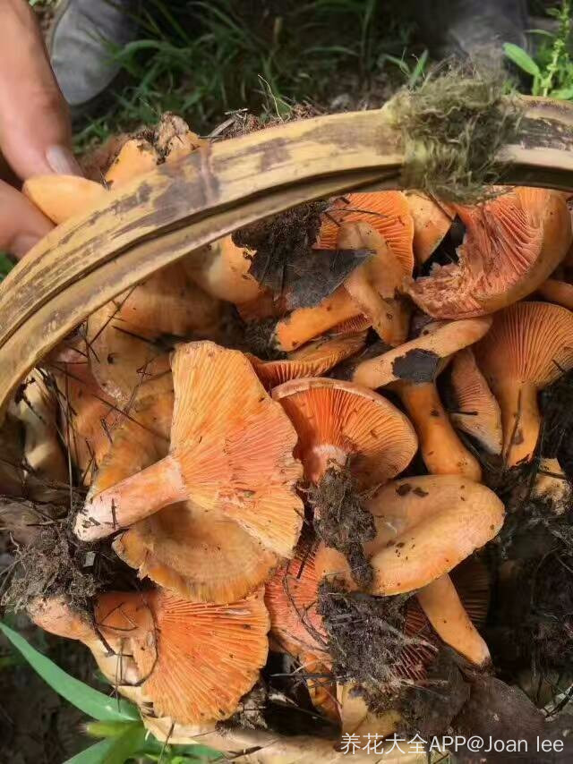 不太清楚是什么蘑菇,没敢采,采的都是小草蘑菇