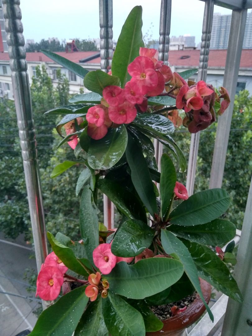 爱花展示 爆盆的虎刺梅blue8964 关注 4年前 图片