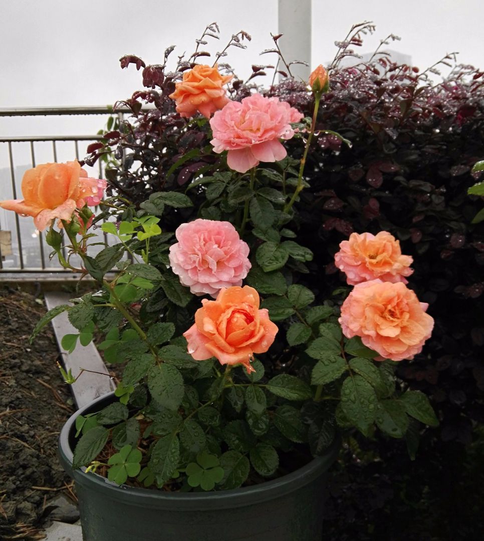 月季太阳王魅力橙花量大开花持久达57天