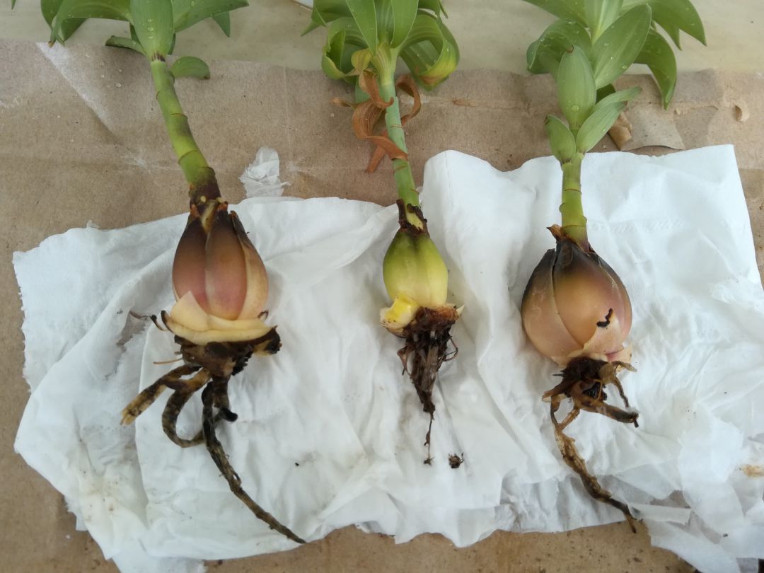 百合烂根怎么救