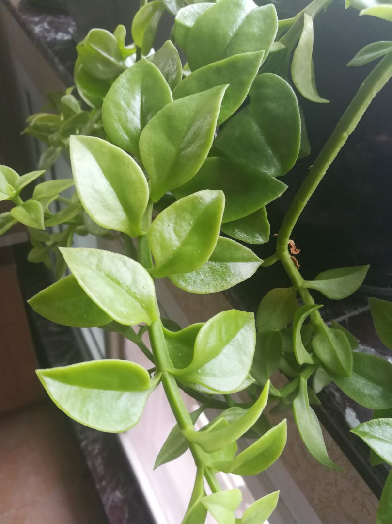 牡丹吊兰不开花疯长怎么回事